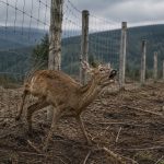 ASP-Zäune: Der Preis wird in Blut bezahlt